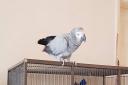 MISSING: African Grey parrot last seen ihn Walmersley ten days ago