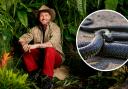 ITV campmates faced  a deadly snake overnight.