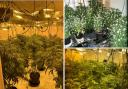 Cannabis plants found at the addresses
