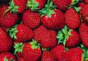 Strawberry recipies