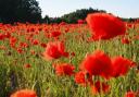 7 events to commemorate 100th anniversary of World War One in Bury