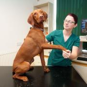 SJ Evans with Ginger at Armac Vets in Bury