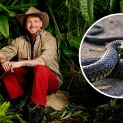 ITV campmates faced  a deadly snake overnight.