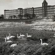 The swans with Peel Mills in the background, 1976