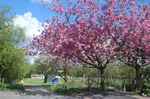 Spring blossoms at Tottington St John's cricket ground.