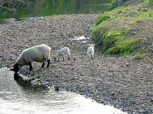 Sheep and lambs drinking from the River Roach taken by reader June Lindop
