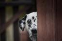 Q&A: Can our pets catch coronavirus?