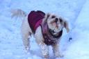 Wrap up your dogs and remove any snow when they get home