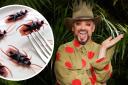 Fans accuse Boy George of ‘having it easy’ during I’m A Celebrity’s trial