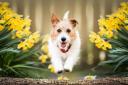 Experts are warning dog owners to avoid certain common plants which can be deadly if consumed by pets