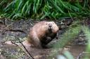 Calls have been made to introduce beavers into Greater Manchester's waterways as a way to cut the risk of flash flooding (Image: The Beaver Trust).