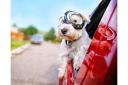 Dog owners are being reminded of essential travel advice by experts