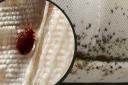 Here are some common methods that you can use to prevent bed bugs from making your house their home,