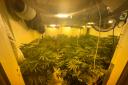 The cannabis plants found in Prestwich