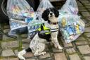 Sniffer dogs Billy and Lilly uncovered thousands of illegal cigarettes in a series of raids across Bury