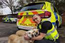 RESCUED: PC Lee Watkinson with the two dogs. Picture from GMP Traffic