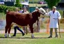 Hereford cows are judged at Bury Agricultural Show, Burrs Park, Bury.