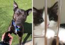 A dog and a cat that the RSPCA have cared for