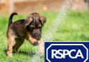 Bury and Oldham RSPCA to hold funday to raise funds