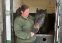 Joint stables manager, Sheila Linley, and horse, Bracken. Photo: Bleakholt Animal Sanctuary