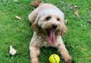 Frankie, a missing Cavapoo from Whitefield