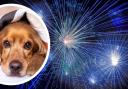 Fireworks and a dog, inset