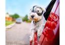 Dog owners are being reminded of essential travel advice by experts