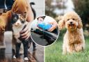 This is why antifreeze can be dangerous if consumed by dogs and cats