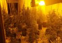 Cannabis plants found in the two addresses
