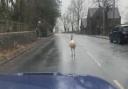 Emu spotted roaming streets in Rossendale