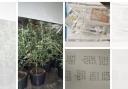The cannabis farm and drugs that were found