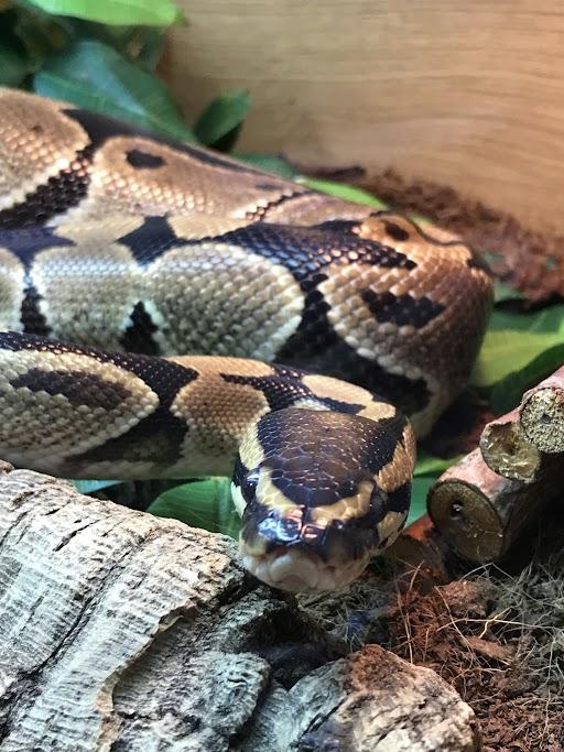 Bury Times: A Royal Python was found amongst six corn snakes at an address in Heywood. Photo: RSPCA