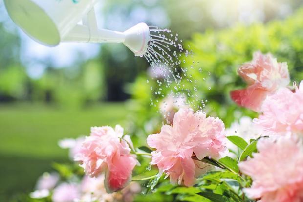Bury Times: A watering can watering some pink flowers. Credit: Canva