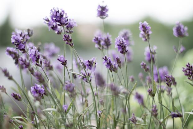 Bury Times: Lavender field. Credit: Canva