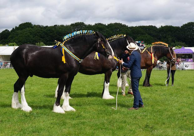 Bury Times: Horses at a previous show 