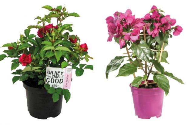 Bury Times: (left) Garden Rose and (right) Bougainvillea (Lidl/Canva)