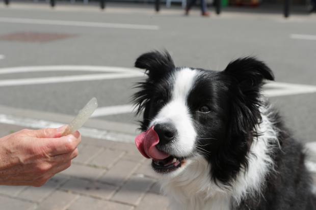 Bury Times: A dog licking its lips after trying the Woof & Brew Ice Pops (Morrisons)
