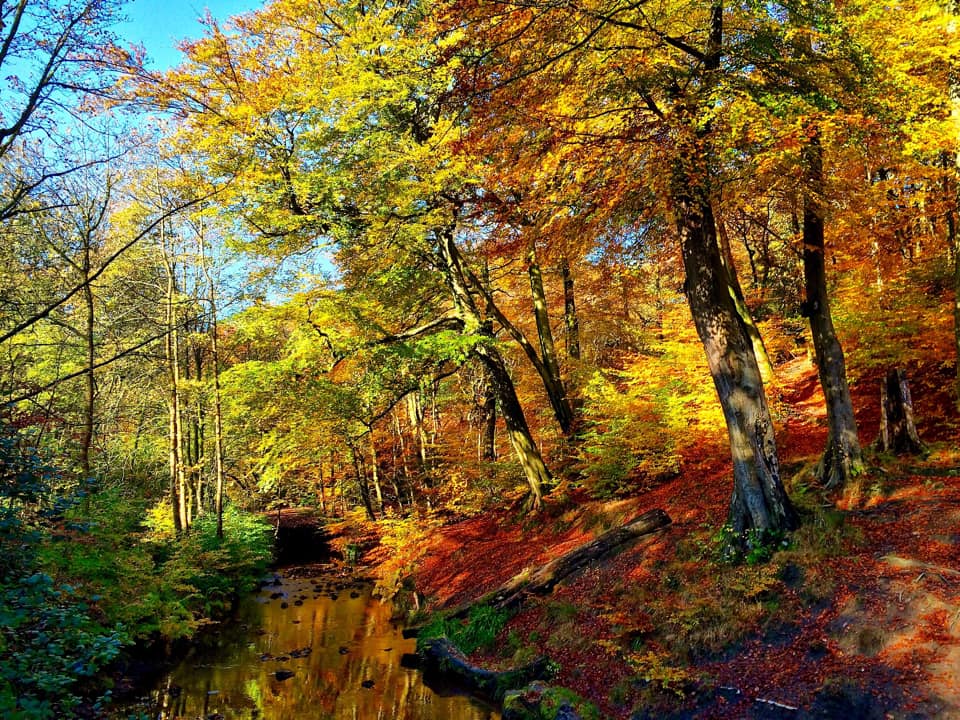 Best places to go for an autumnal walk in Bury