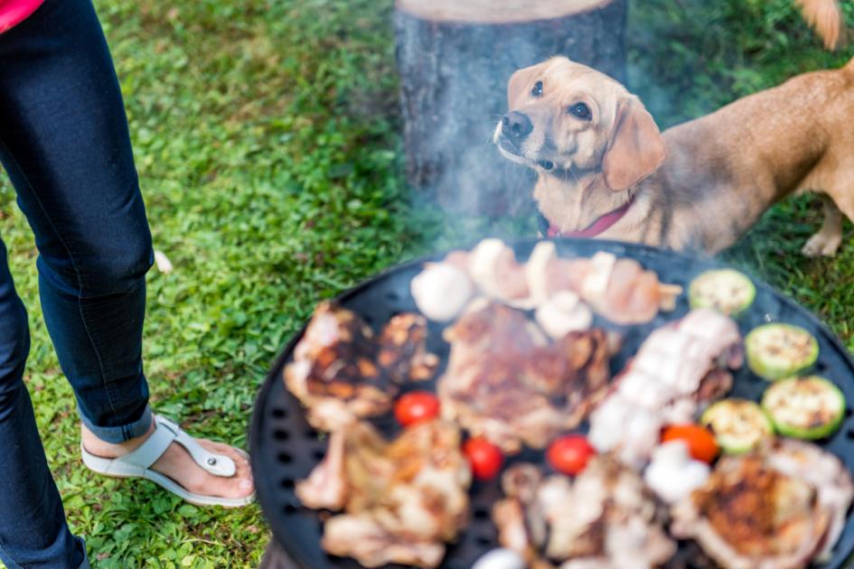 Pet owners urged to keep pets away from BBQs and leftovers
