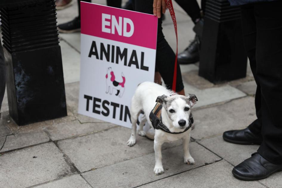 Animal testing licences for cosmetics ingredients banned