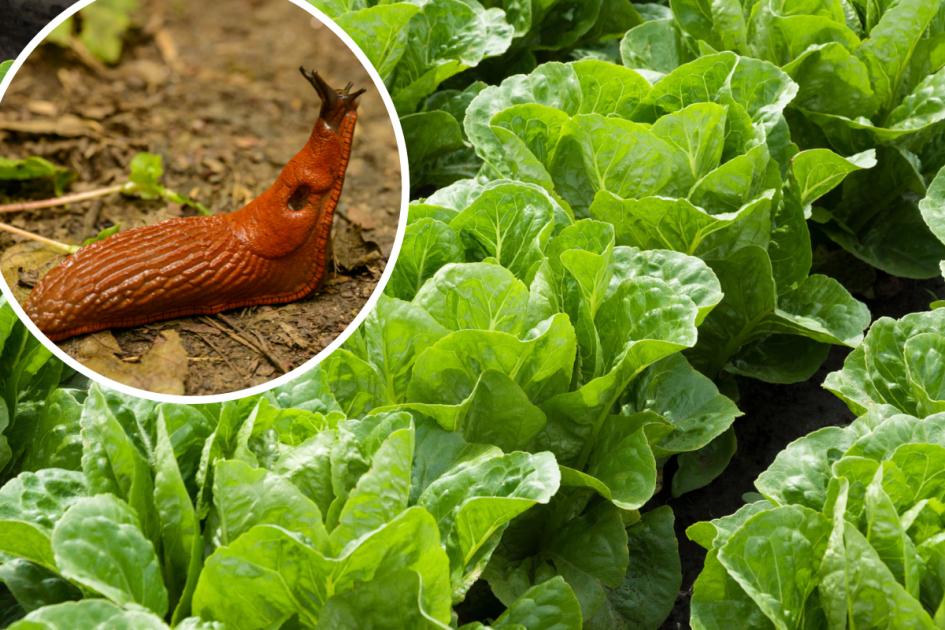 How to get rid of slugs in the garden with these 11 tips
