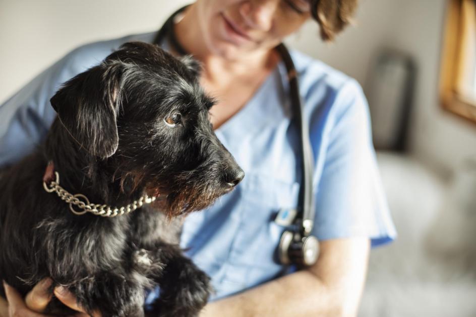 Vet issues Cushing’s disease warning to dog owners