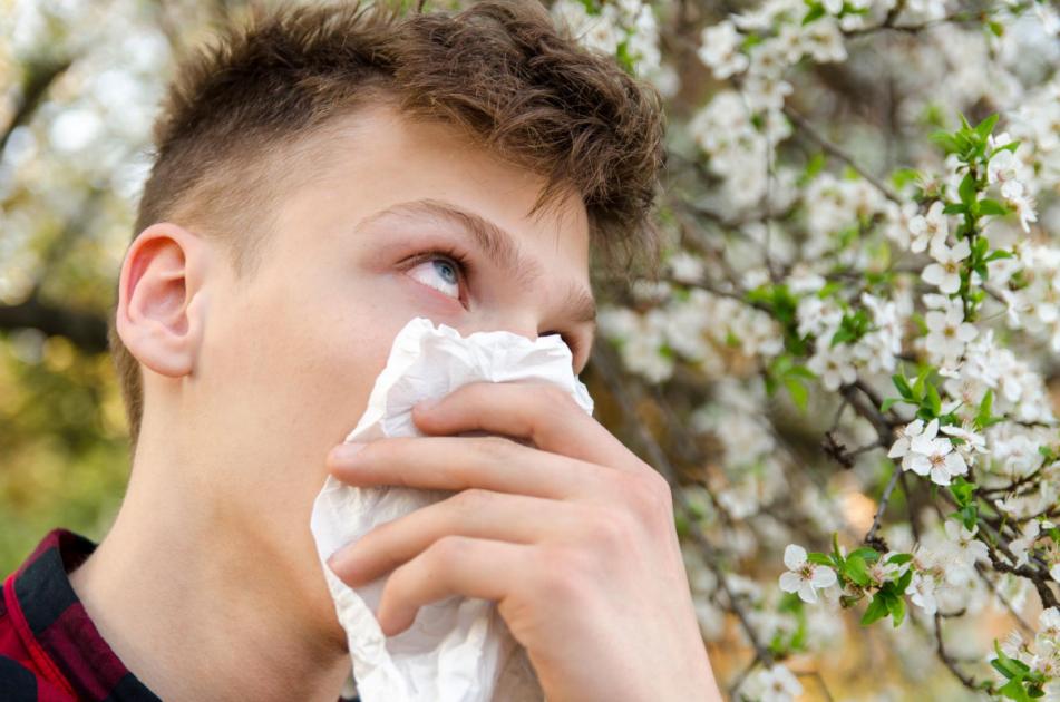 Met Office predicts ‘very high’ pollen levels this week
