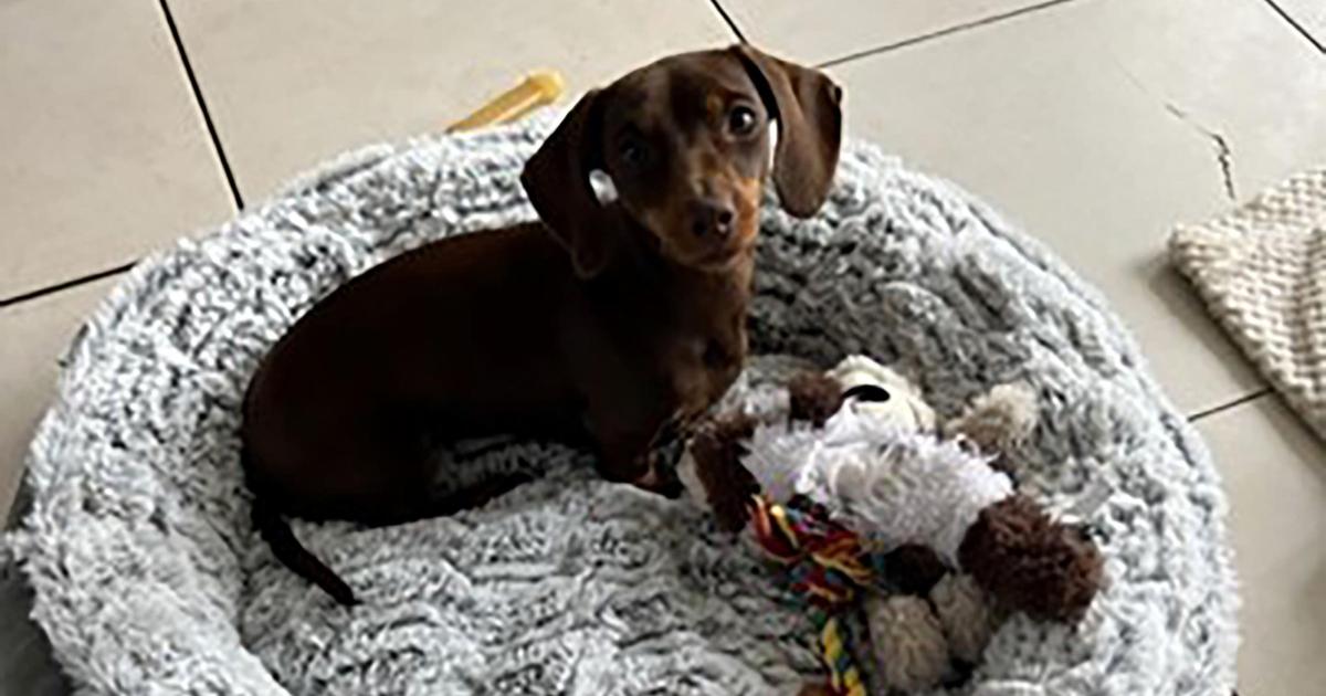 Masked man with hammer steals miniature dachshund from home - Vimarsana News