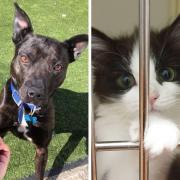 A dog and a cat that the RSPCA have cared for