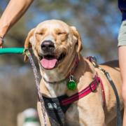 These dogs are most at risk of heatstroke – how to spot the signs and how to treat it (Canva)