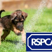 Bury and Oldham RSPCA to hold funday to raise funds