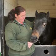 Joint stables manager, Sheila Linley, and horse, Bracken. Photo: Bleakholt Animal Sanctuary