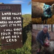 Farmer's shooting threat as two-week-old lamb savaged by a dog
