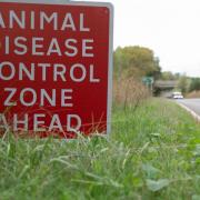 Avian Influenza: new national measures for bird keepers